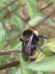 Bombus campestris