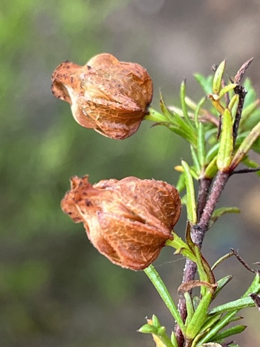Image of Hermannia angularis by (c) Dave U, some rights reserved (CC BY-SA)