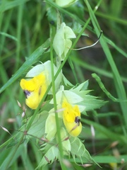 Rhinanthus serotinus
