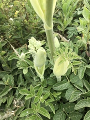 Angelica hendersonii