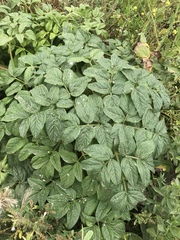 Angelica hendersonii