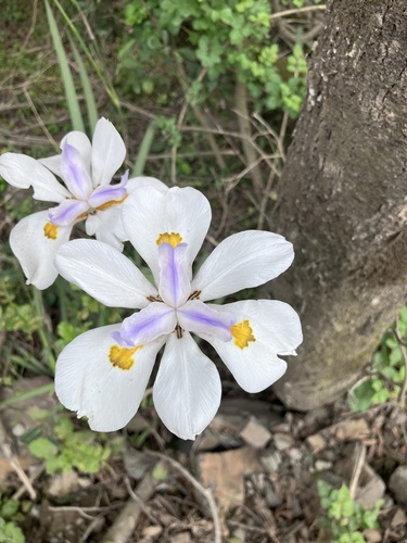 Image of Dietes grandiflora by no rights reserved