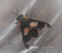 Chrysops caecutiens