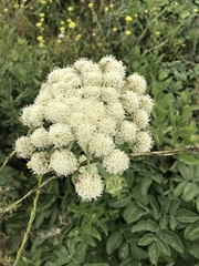 Angelica hendersonii