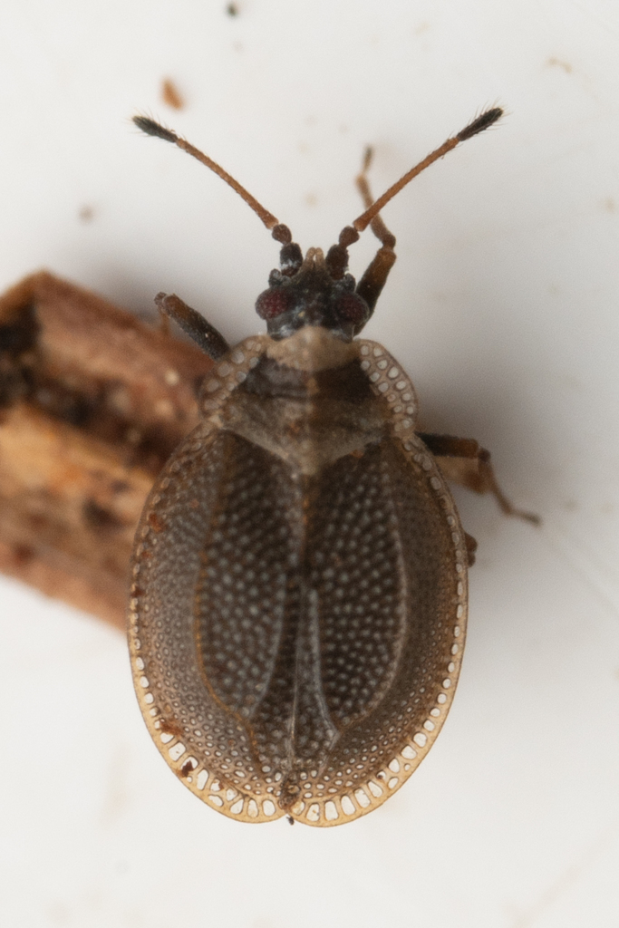 Acalypta saundersi