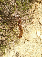 Lasiocampa quercus