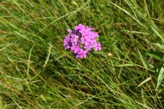 Phlox glaberrima interior
