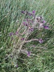 Cirsium palustre