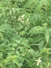 Solanum lycopersicum