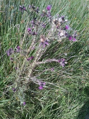 Cirsium palustre