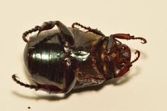 Paranomala cincta