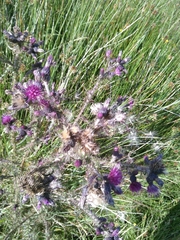 Cirsium palustre