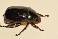 Paranomala cincta