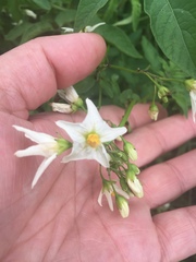 Solanum lycopersicum