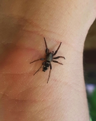 Sergiolus