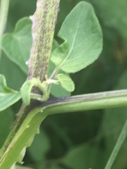 Solanum lycopersicum