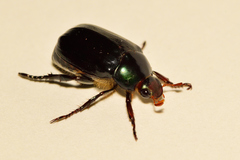 Paranomala cincta