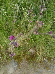 Cirsium palustre