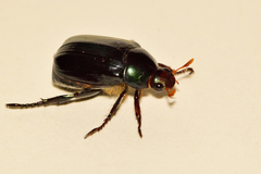 Paranomala cincta