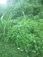 Solanum lycopersicum