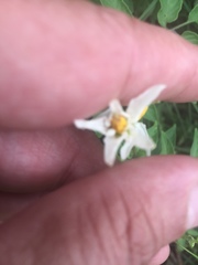 Solanum lycopersicum