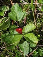 Rubus arcticus acaulis