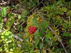Rubus arcticus acaulis
