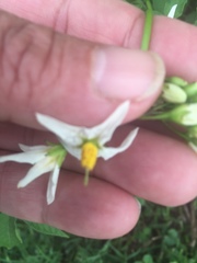 Solanum lycopersicum