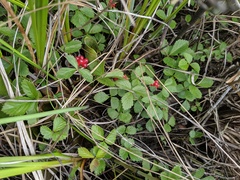 Rubus arcticus acaulis