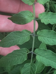 Solanum lycopersicum