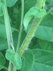 Solanum lycopersicum
