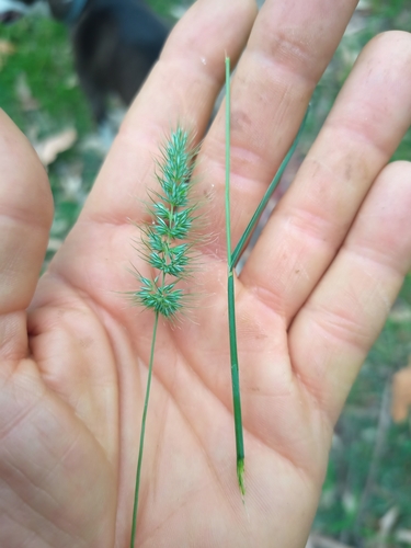 Image of Echinopogon caespitosus by no rights reserved