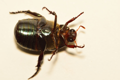 Paranomala cincta