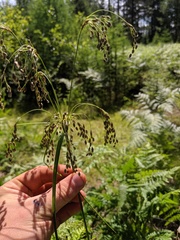 Scirpus pedicellatus