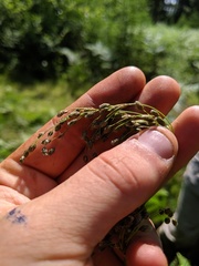 Scirpus pedicellatus