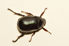 Paranomala cincta