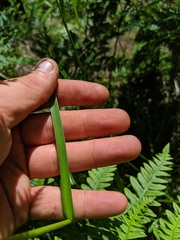 Scirpus pedicellatus