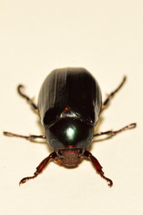 Paranomala cincta
