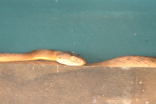 Brown Tree Snake sighting