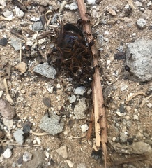 Pheidole