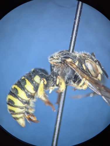 Dianthidium plenum