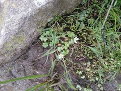 Ranunculus omiophyllus