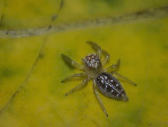 Thyene coccineovittata