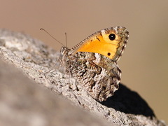 Hipparchia aristaeus