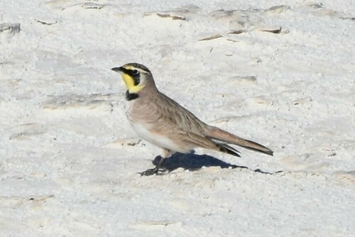 iNaturalist observation 2024-11-10