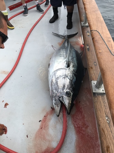 Thunnus orientalis