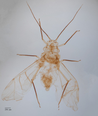 Chromaphis juglandicola