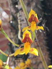Cyrtochilum densiflorum