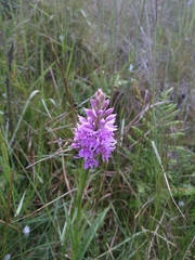 Dactylorhiza fuchsii