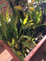 Cyrtochilum densiflorum
